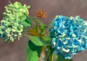 Hydrangea V   42x60   2015