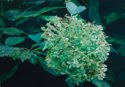 Hydrangea XIV   42X60   2020