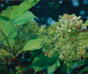 Hydrangea XV   40X48   2021