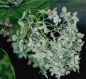 Hydrangea XXVI   22X24   2024