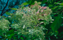 Hydrangea XXX   42X66   2025
