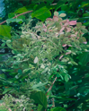 Hydrangea XXXI   30x24   2025