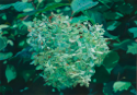 Hydrangea XI   42x60   2018