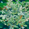 Small Hydrangea II   12x12   2021